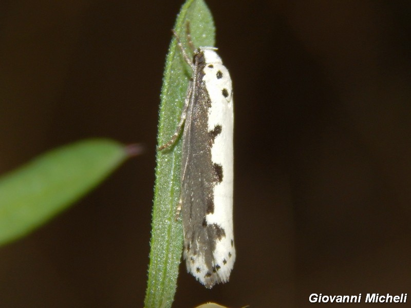 Parco del ticino : incontri del 23/8/14